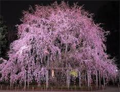 東京お花見デートスポット