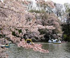 東京お花見デートスポット